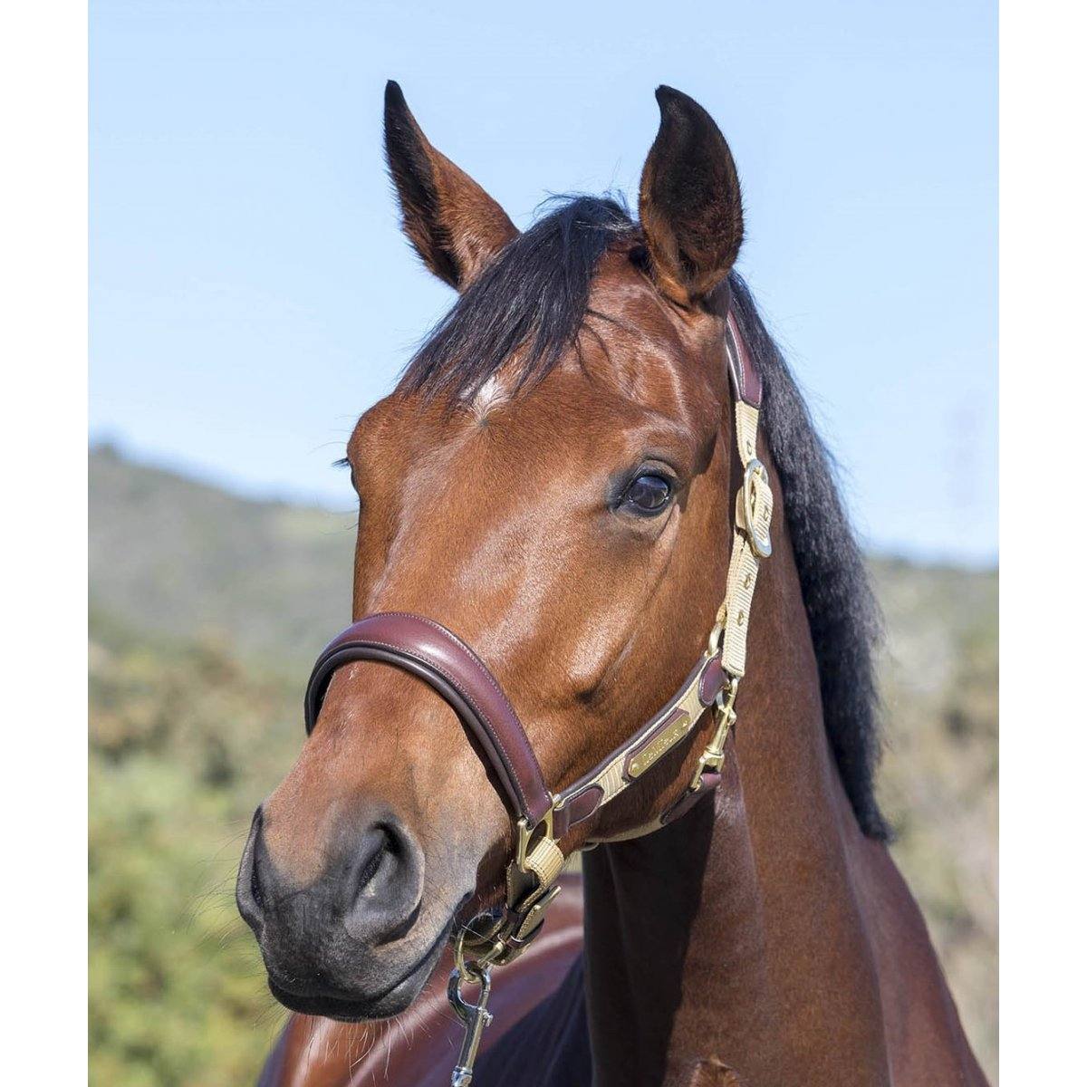 Licol Capella cuir Lemieux – Image 5