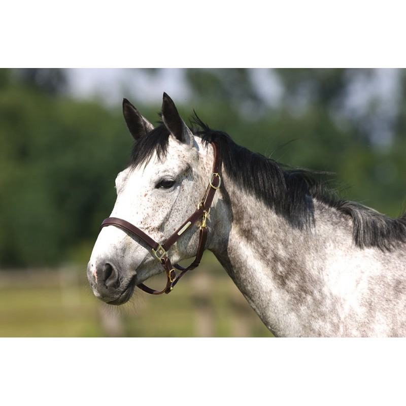 Licol Cuir Norton Club – Image 5