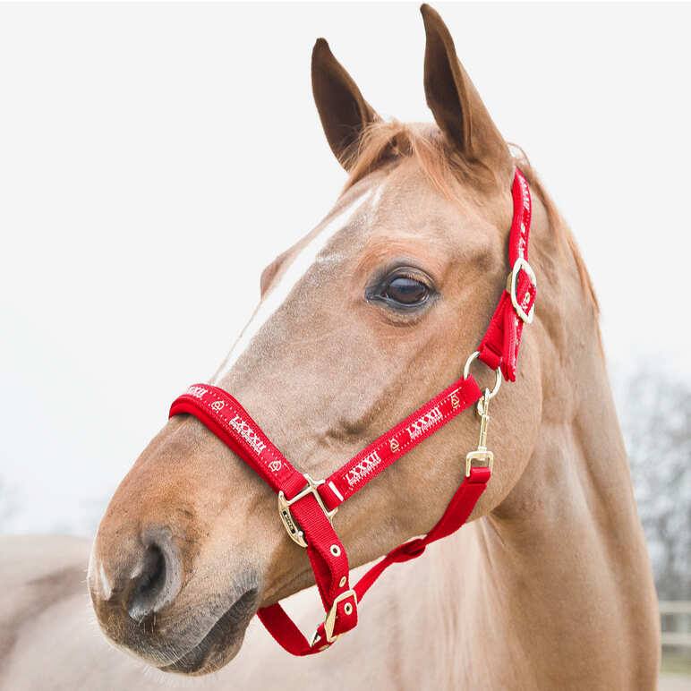 Licol Hamptons – Image 2