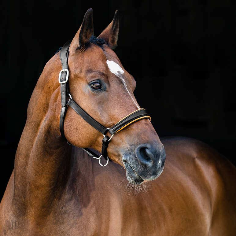 Licol cuir « Louis Leather »
