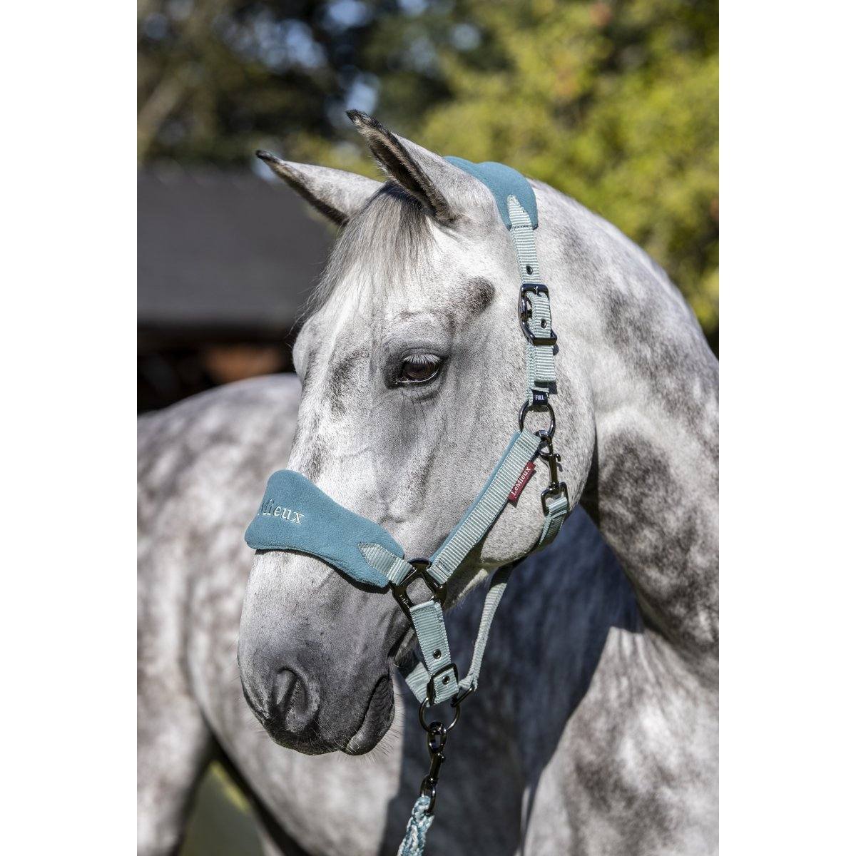 Licol + Longe Lemieux – Image 3