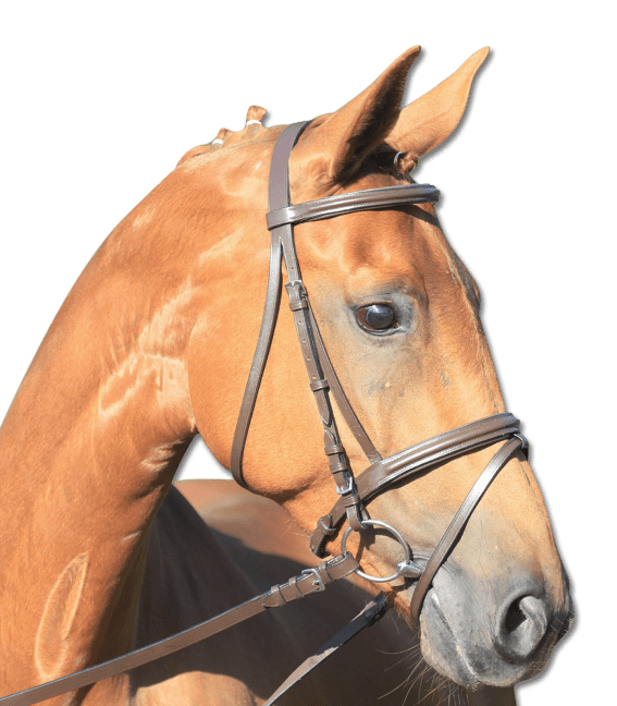 Bridon « Lifestyle » – Image 2