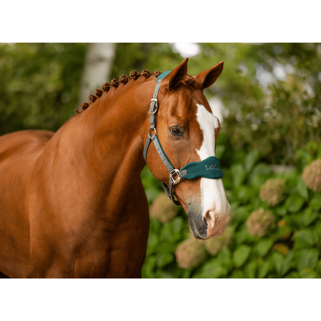 Licol + Longe Lemieux – Image 6