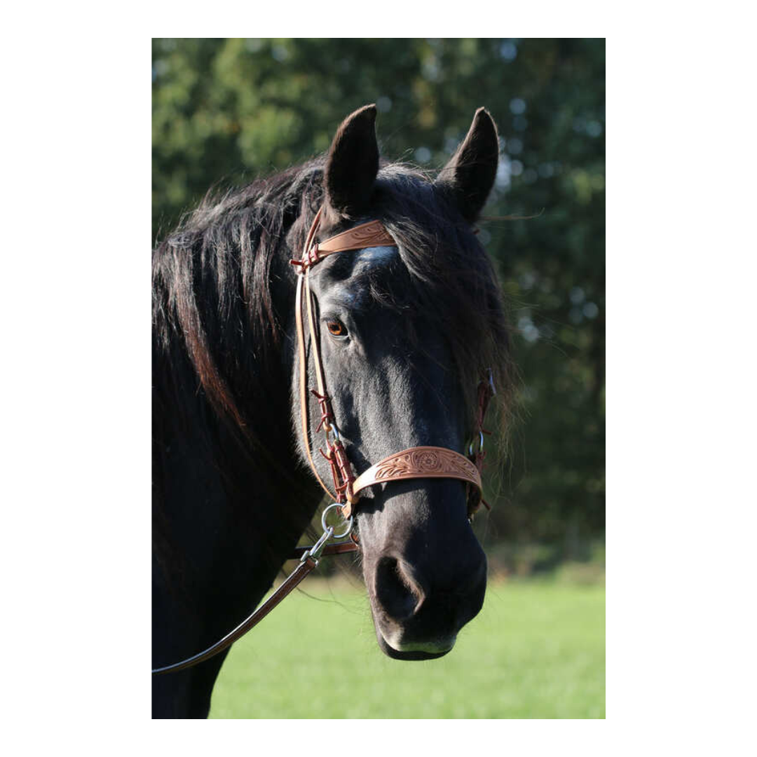 Sidepull « Diego » – Image 4