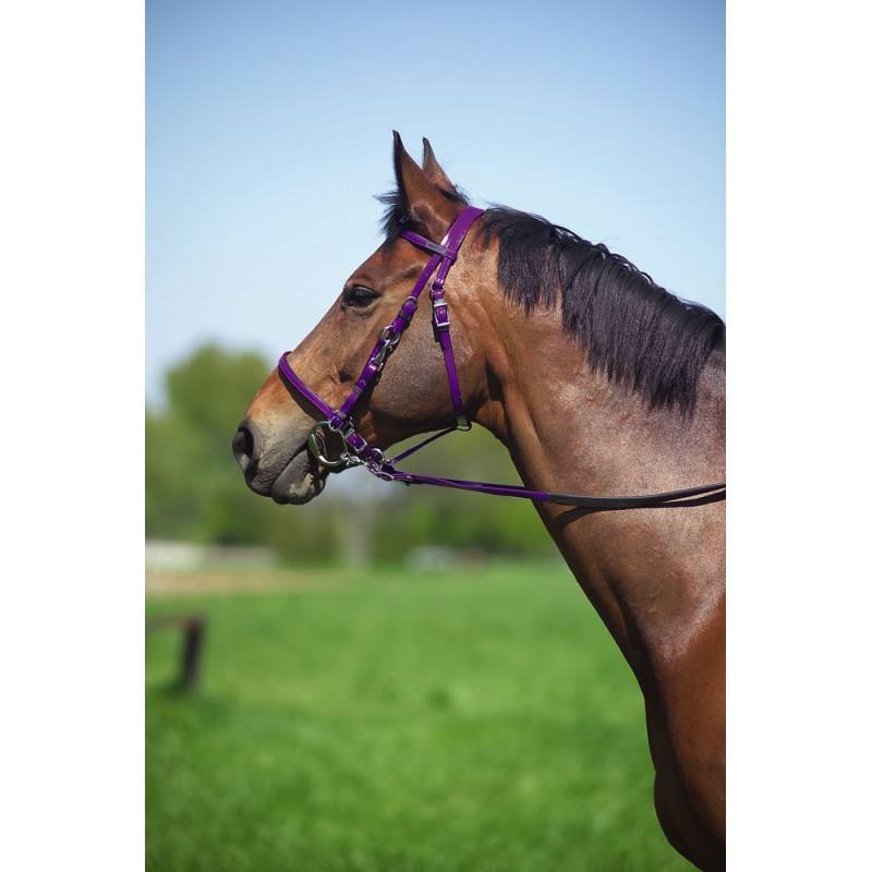Bridon Licol Norton Synthétique – Image 5