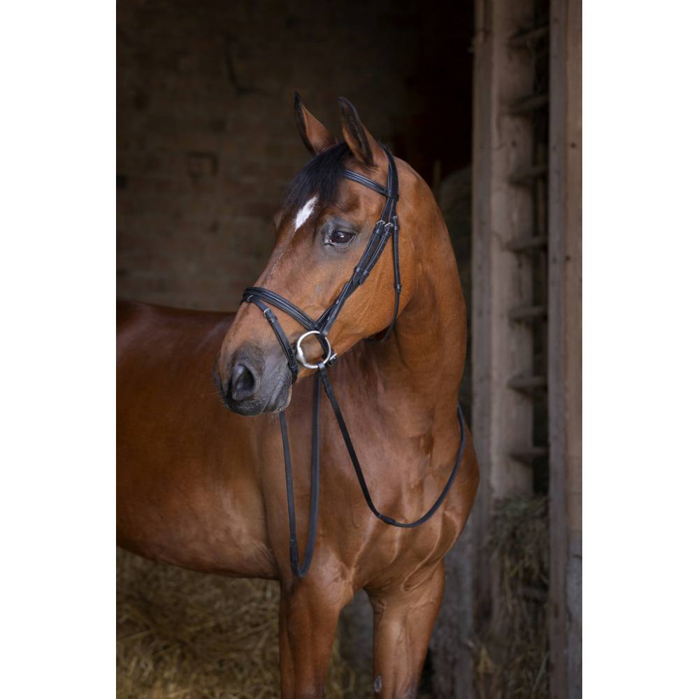 Bridon Eric Thomas Shine