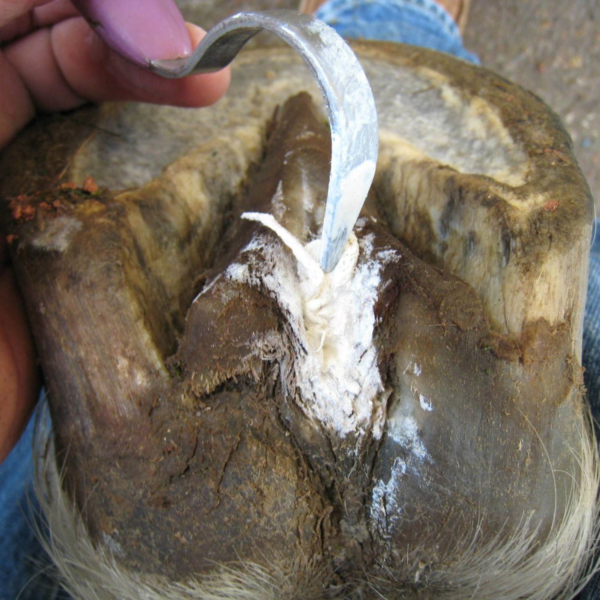 Hoof-Stuff 290g – Image 3