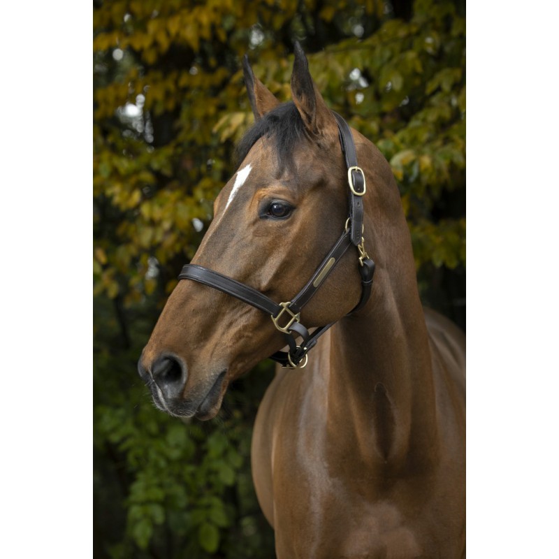 Licol Cuir Norton Club