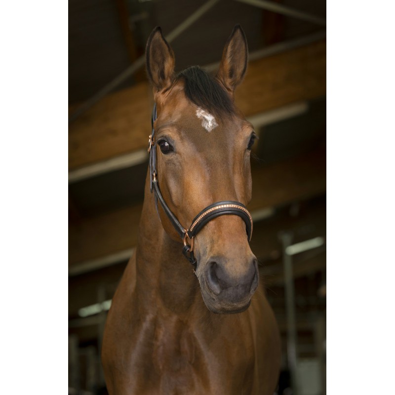 Licol cuir « Clincher »