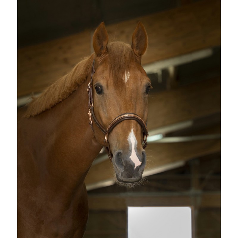 Licol cuir « Clincher » – Image 2
