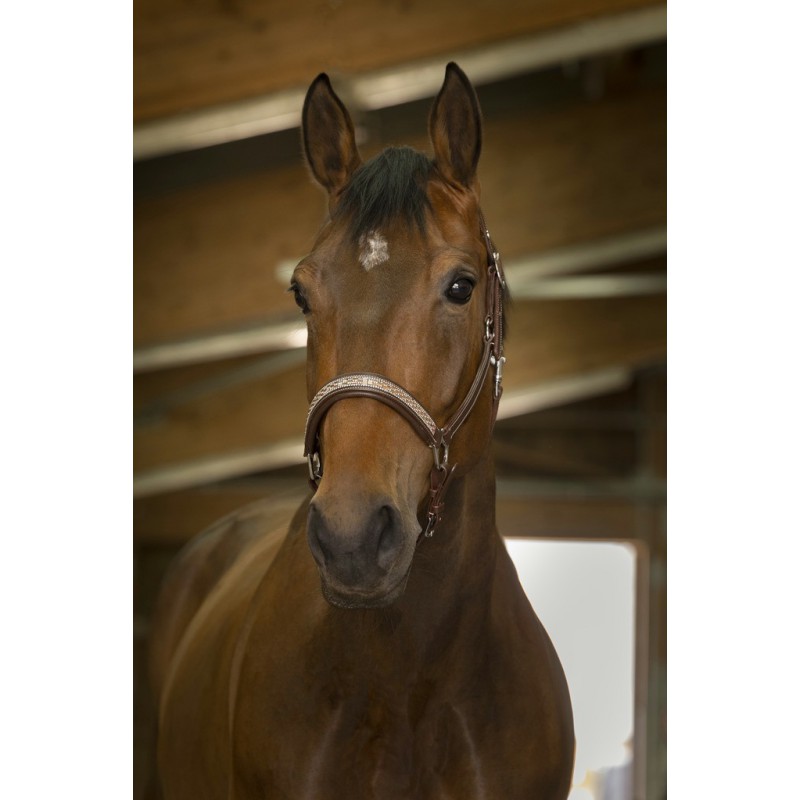 Licol cuir « Princesse » – Image 2